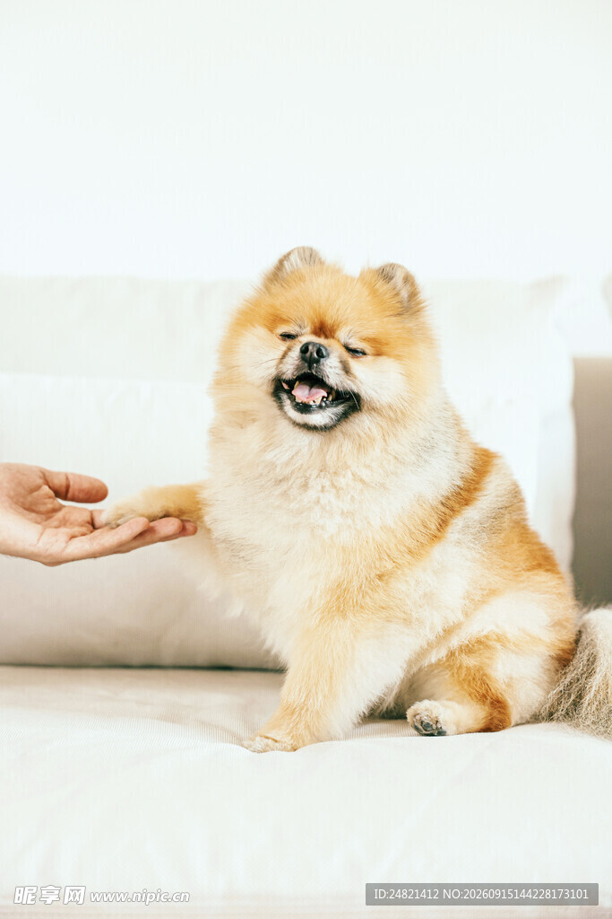 博美犬与人温馨互动瞬间