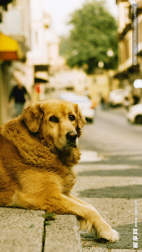 街头趴卧的金毛犬