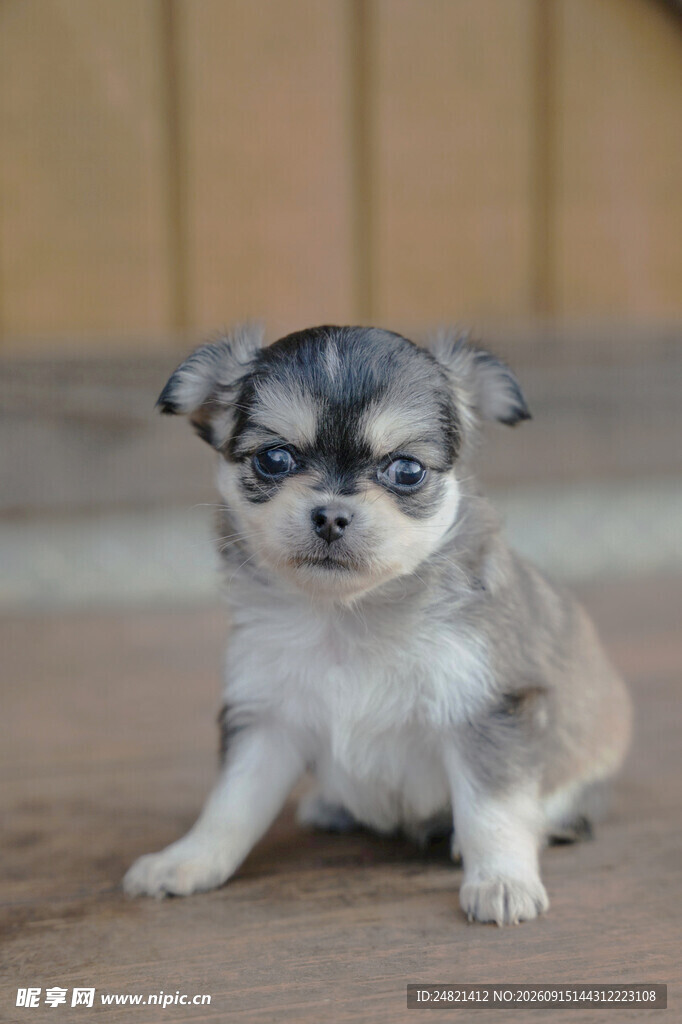 可爱吉娃娃幼犬