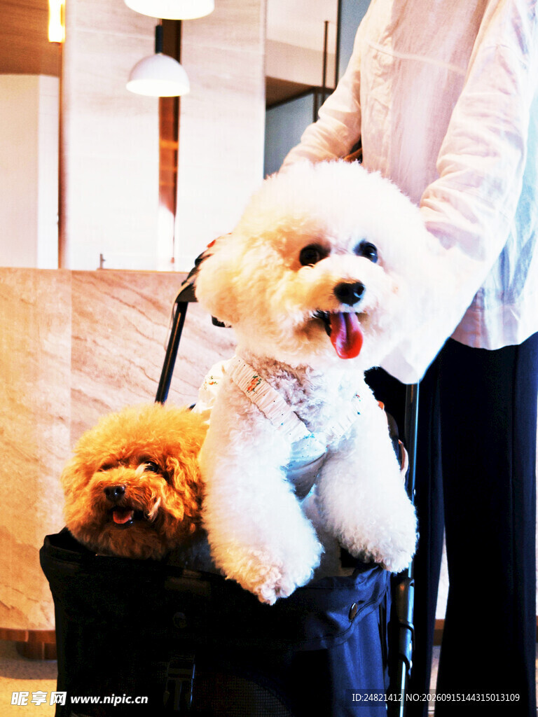 两只萌犬坐行李箱上