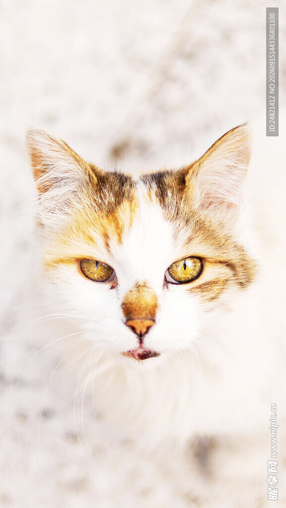 可爱三色猫咪特写