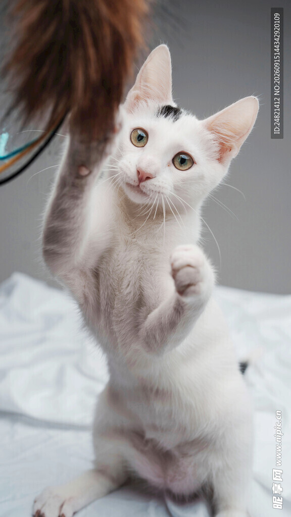 可爱白猫玩逗猫棒
