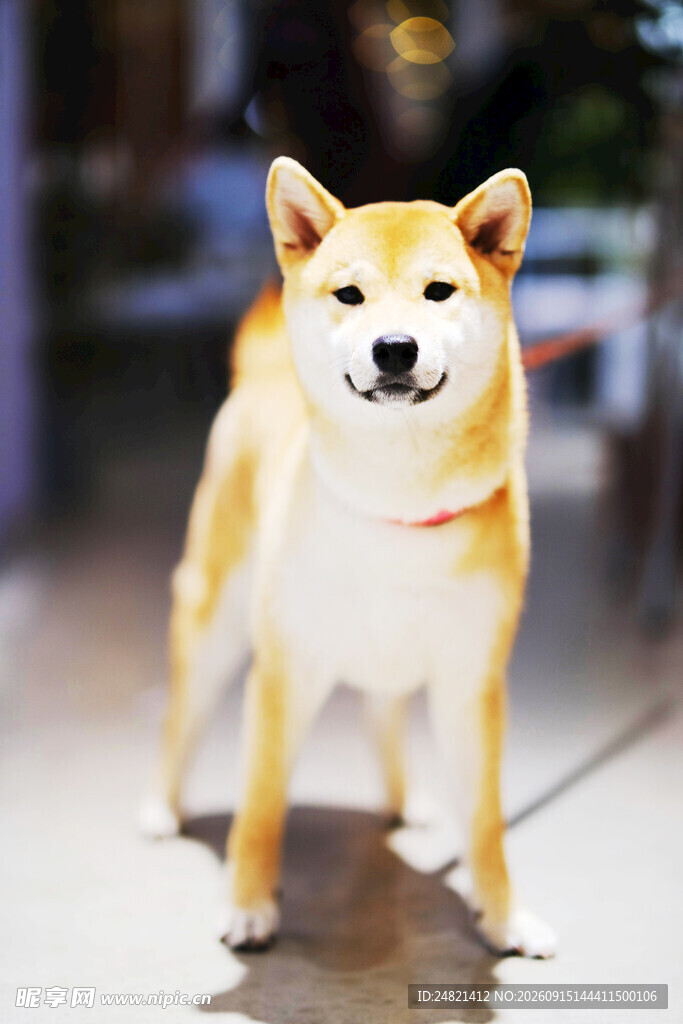 可爱柴犬街头站立
