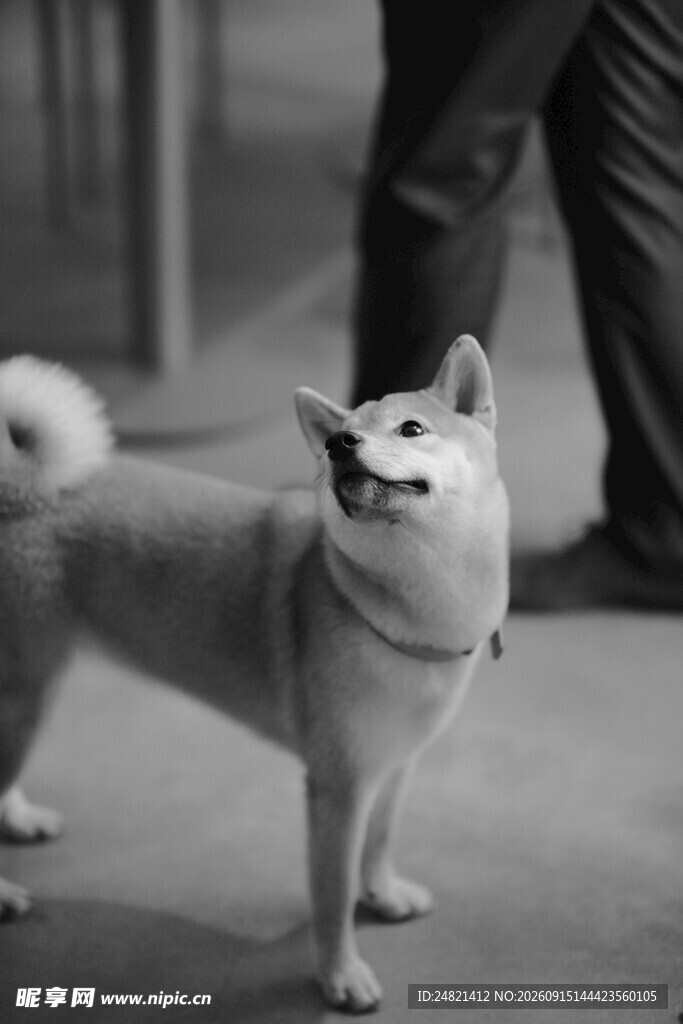 可爱柴犬站立模样