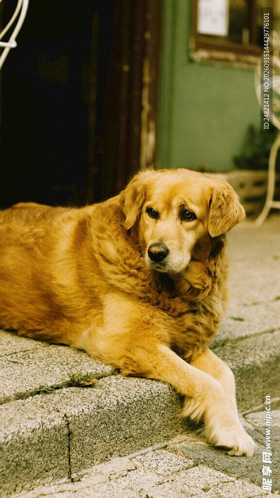 慵懒金毛犬惬意趴石阶