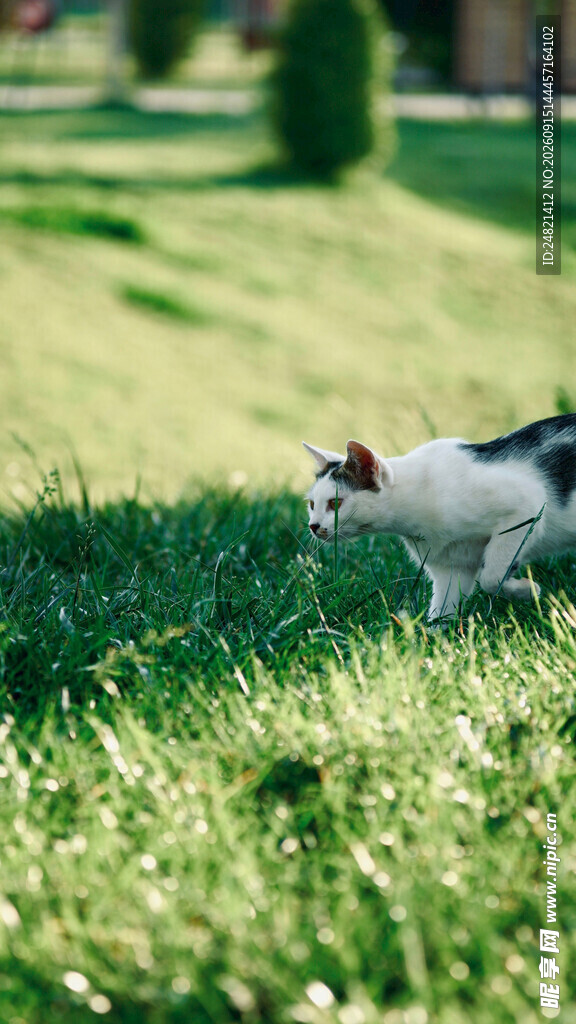 草地上的可爱猫咪