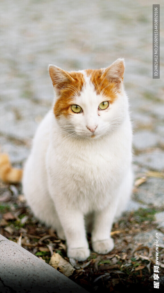 白身橘头猫咪蹲坐画面