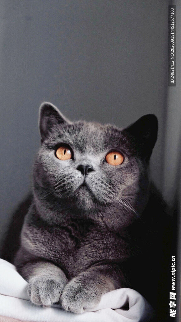 可爱灰猫趴卧凝视