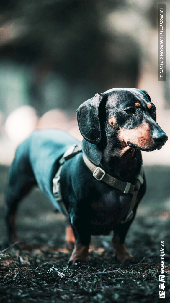 穿着衣服的可爱腊肠犬
