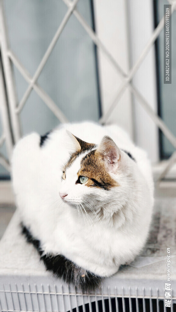 窗边可爱长毛猫