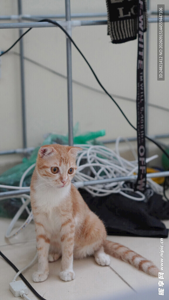 橘猫坐于杂乱线缆旁