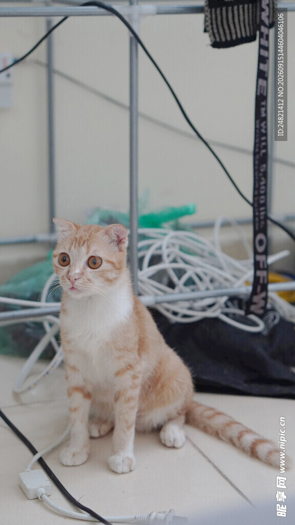 小猫置身杂乱电线旁