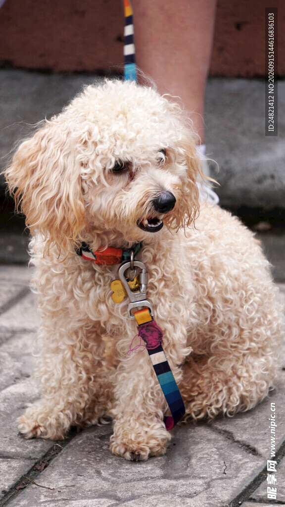 可爱泰迪犬佩戴彩色项圈
