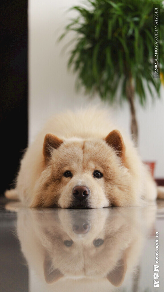 趴着的可爱松狮犬