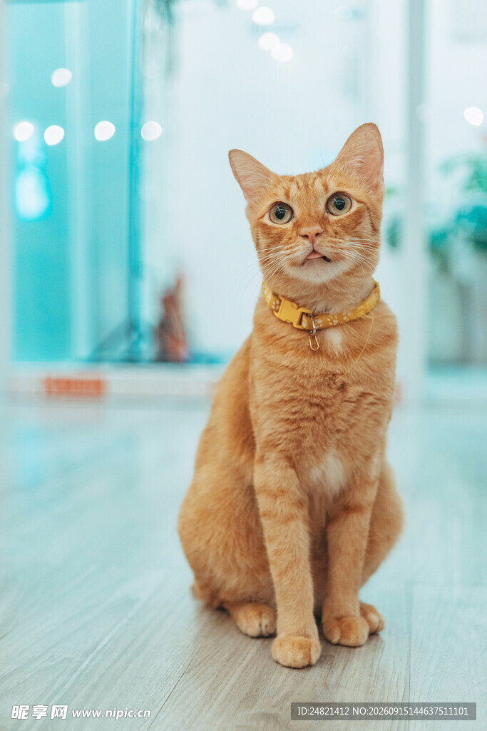 可爱橘猫端坐室内