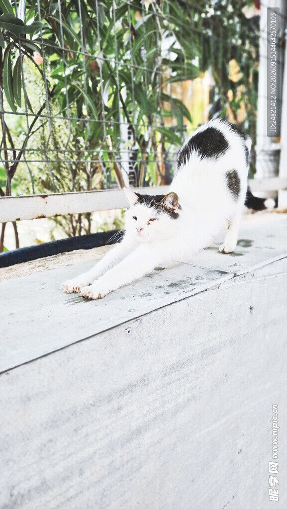 猫咪惬意躺卧在户外平台