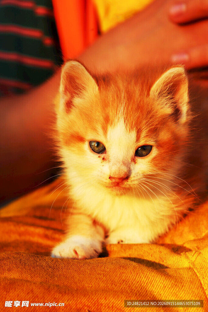 可爱小橘猫依偎在人身边