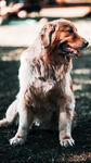 阳光下的金毛犬