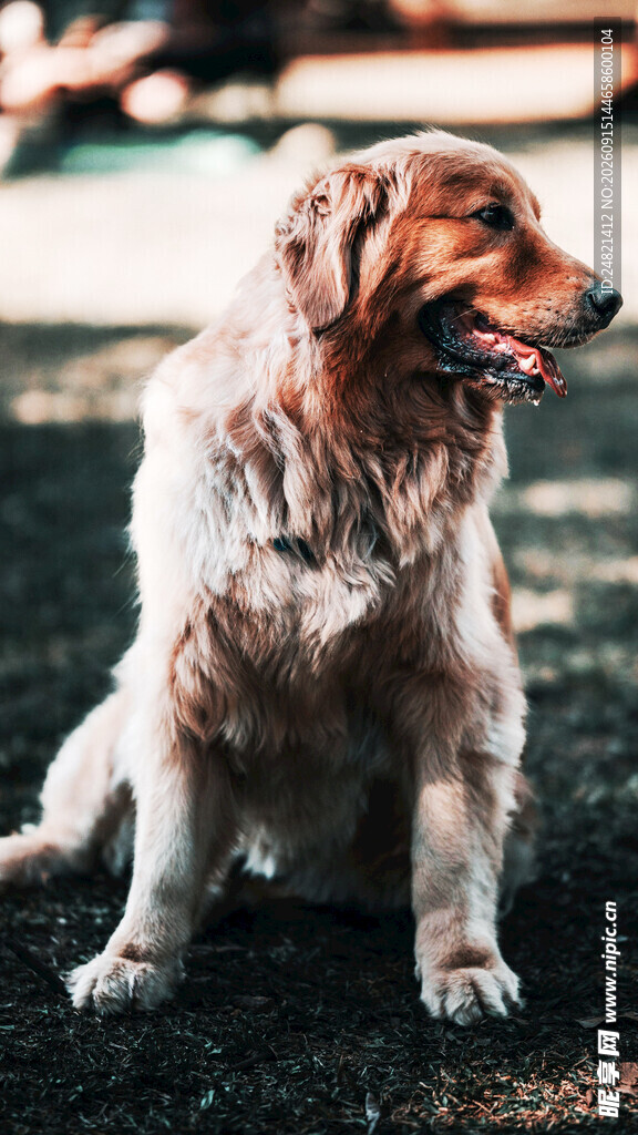 阳光下的金毛犬