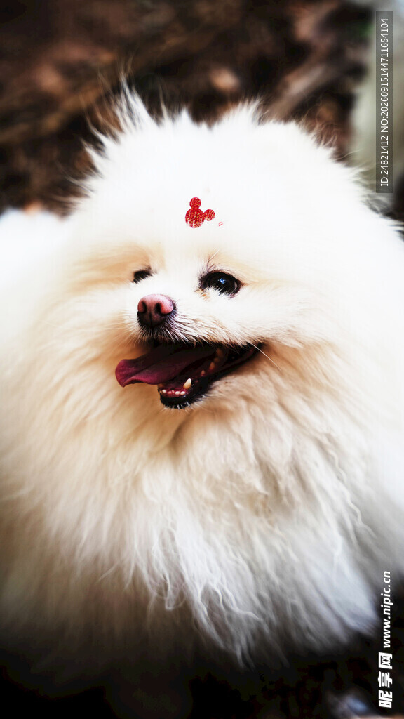 可爱博美犬