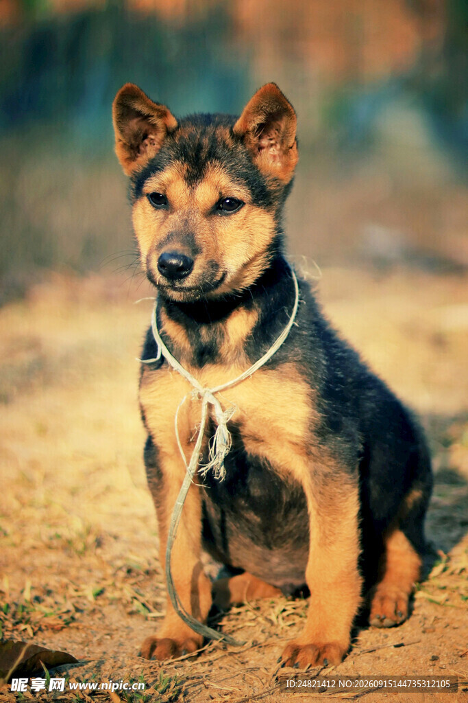田园犬蹲坐于户外