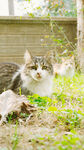 草地上的可爱猫咪