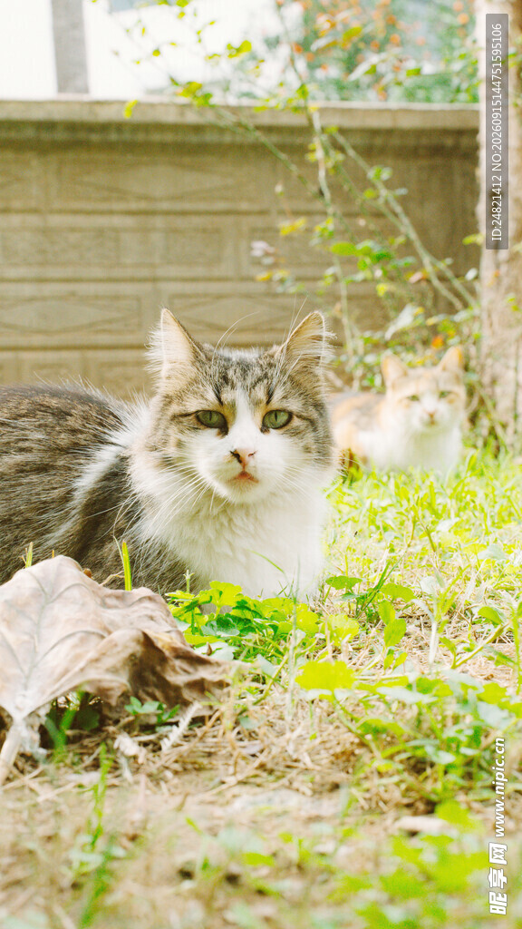 草地上的可爱猫咪