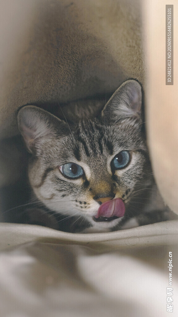 吐舌卖萌的可爱小猫咪