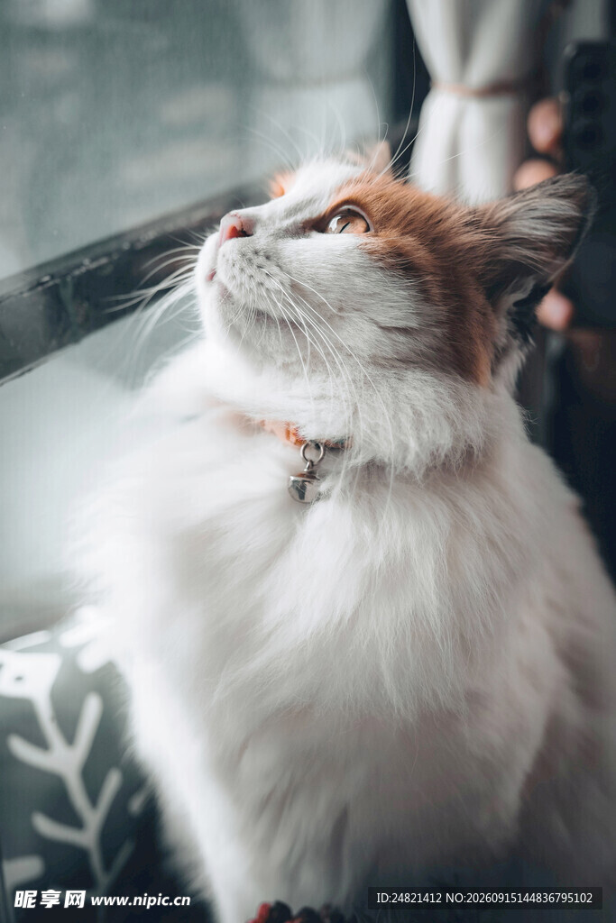 仰头猫咪