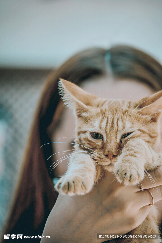 女孩温柔捧起可爱小猫咪