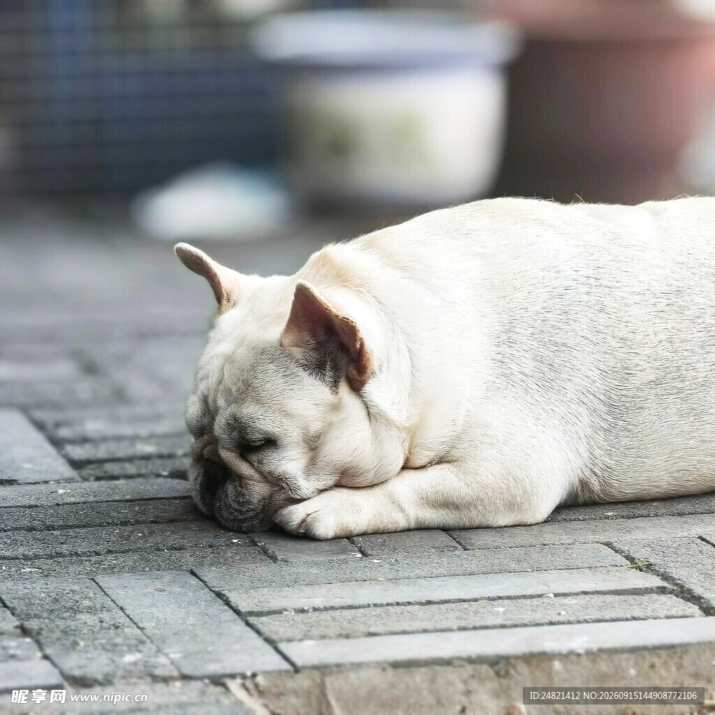 趴着小憩的白色法斗犬