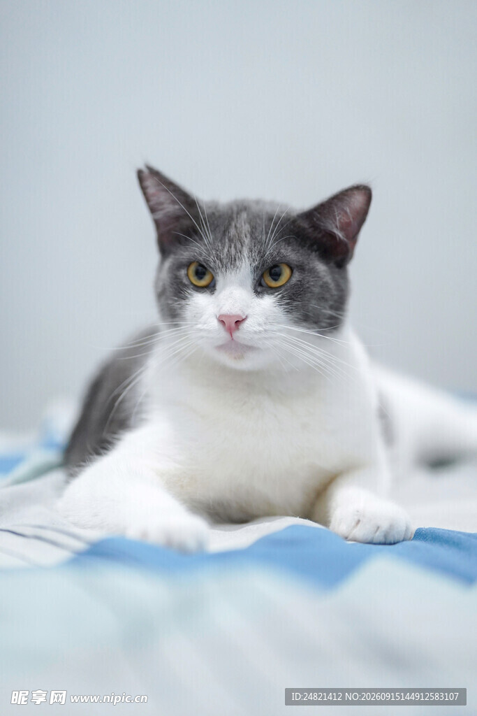 灰白猫咪趴卧在床