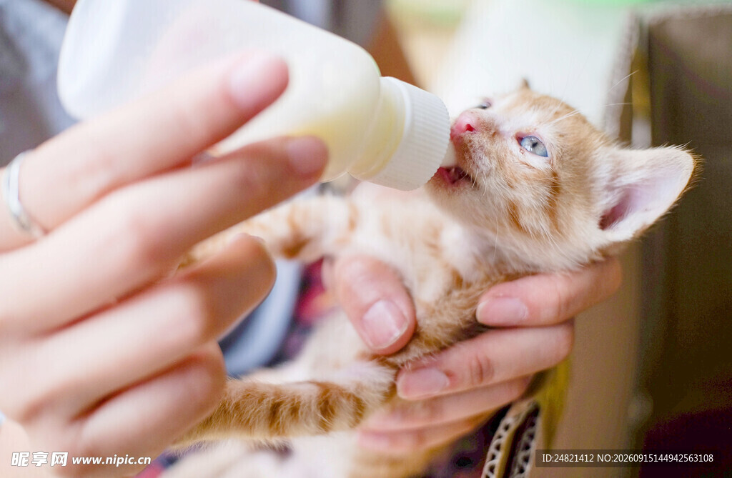 人工喂养可爱小奶猫