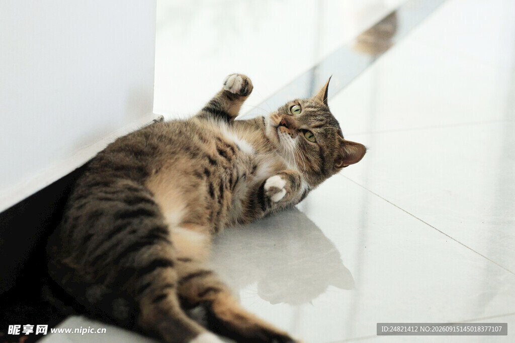 躺地猫咪玩逗猫棒