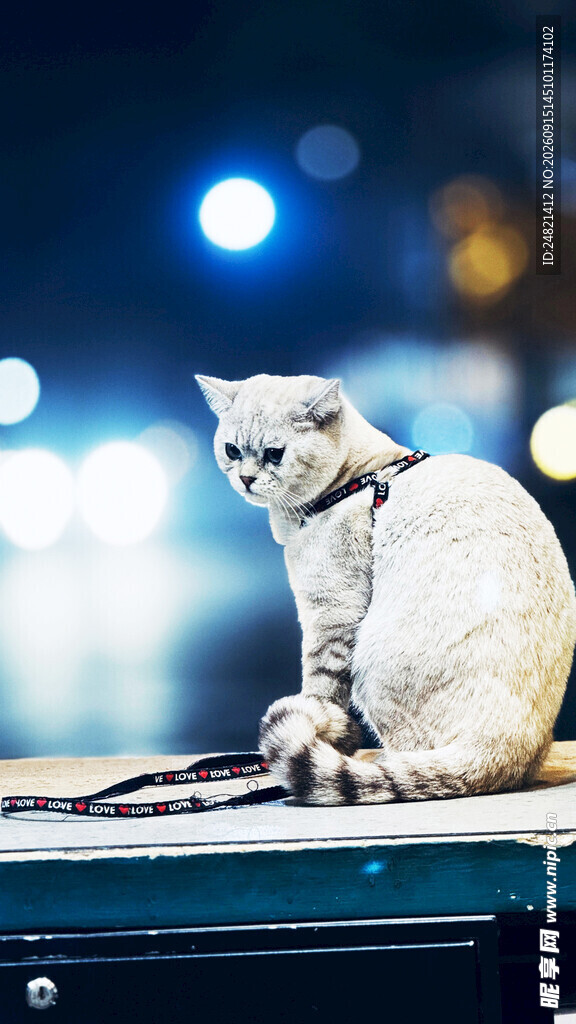 优雅猫咪于舞台灯光下