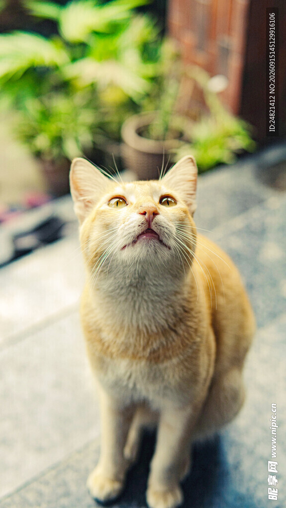 仰头的橘猫