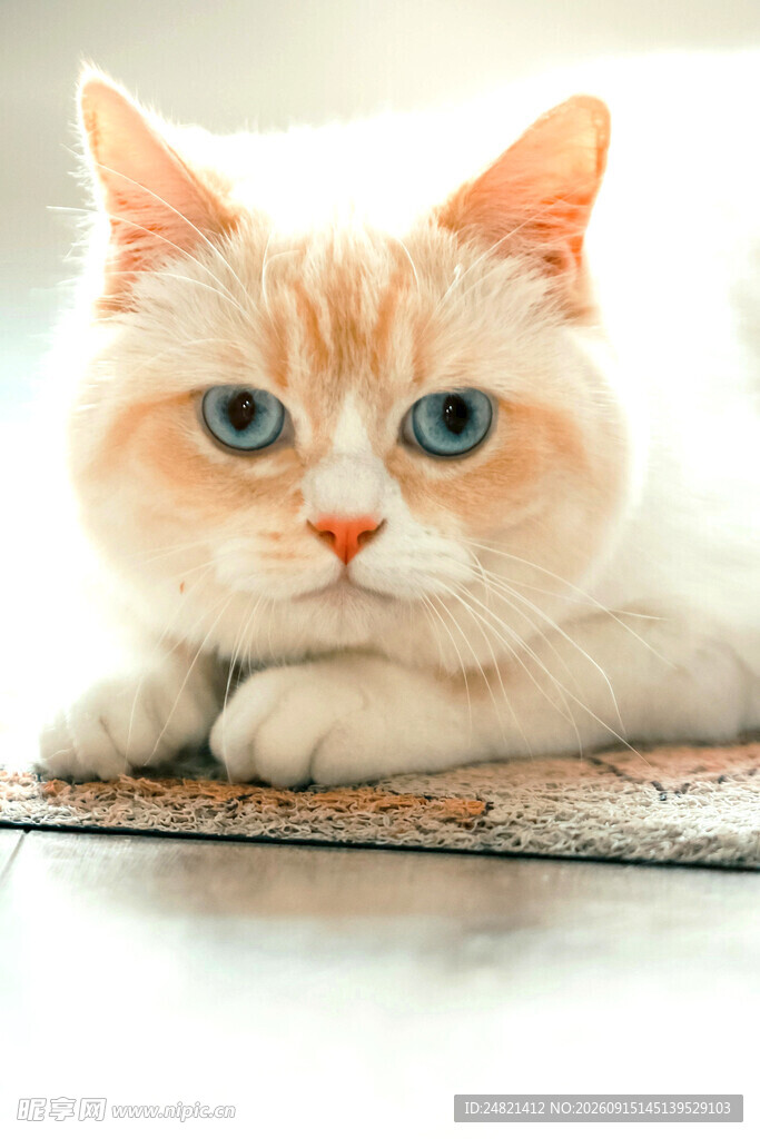可爱橘猫趴卧