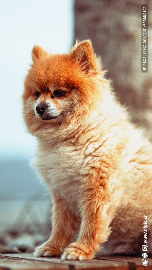 可爱博美犬坐于户外