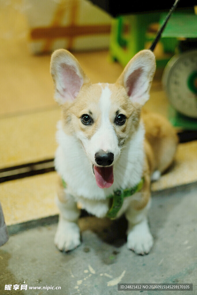 可爱柯基吐舌卖萌