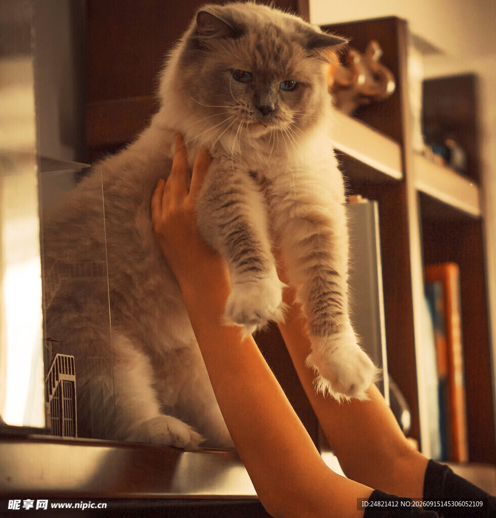 双手托举可爱大猫咪