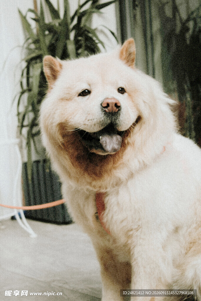 微笑的松狮犬