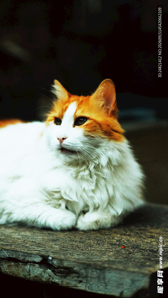 慵懒猫咪惬意趴卧