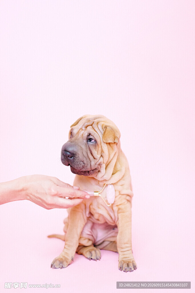 抚摸可爱幼犬