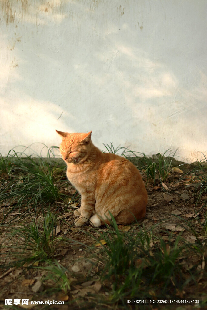 橘猫坐草地