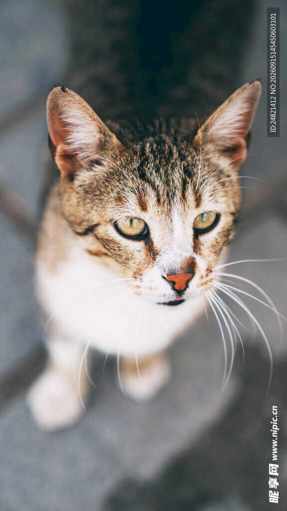 可爱猫咪特写