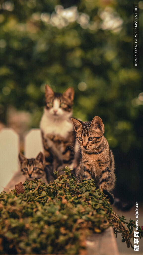猫咪群聚于绿植旁