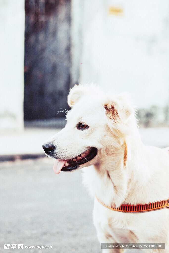 白色萌犬街头惬意模样