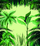 热带植物 树叶 椰子树