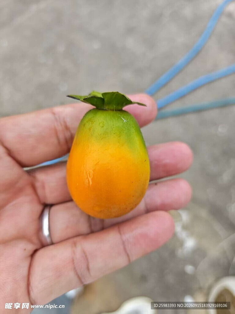 柿子