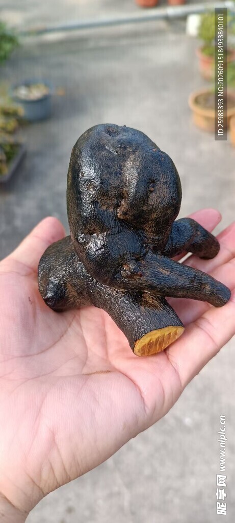 老鸦柿树根